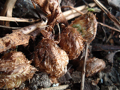dryoptéris filix-mas P4010412