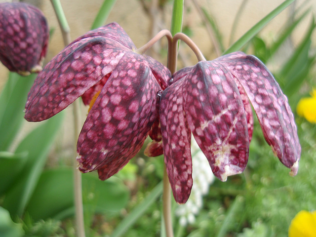 fritilaire méléagris P4120068