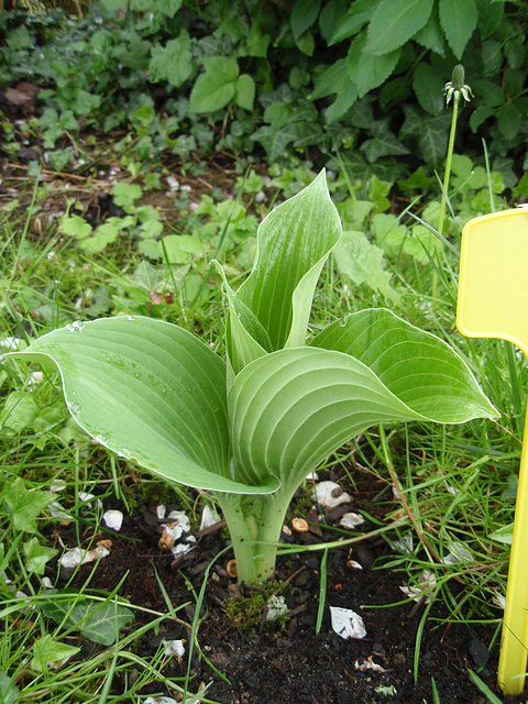 hostas P4190138