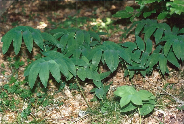 Polygonatum odoratum