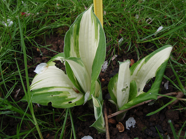 hostas P4190139