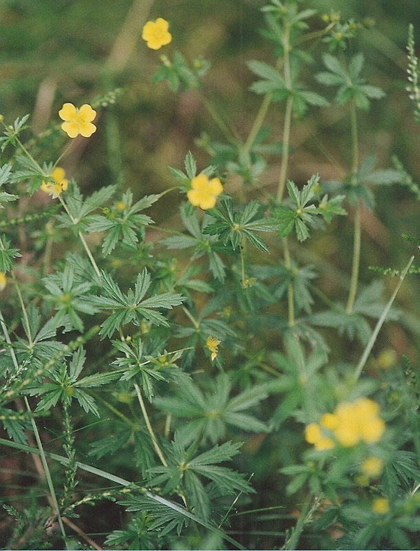 potentilla erecta(Tormentille)