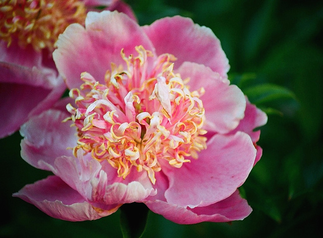 Pivoine type japonais