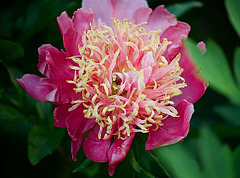 Pivoine type japonais (2)