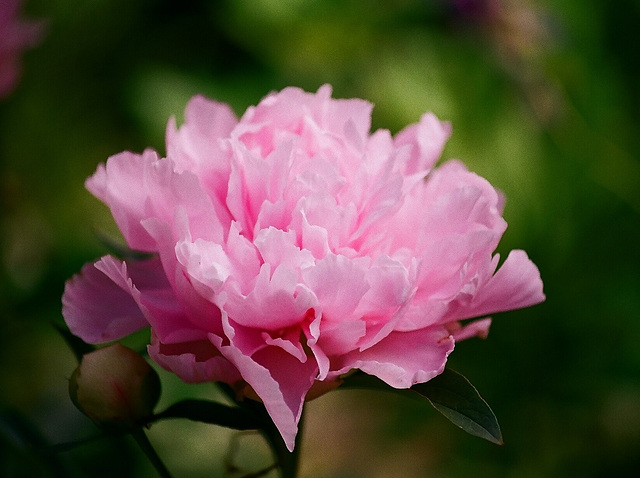 Pivoine type globuleuse