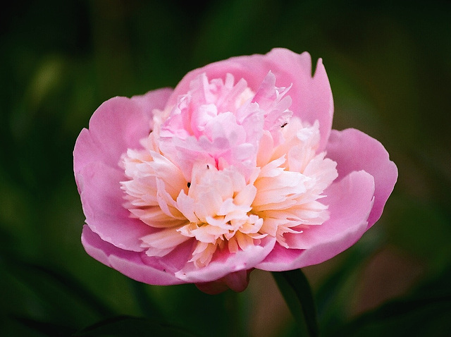 Pivoine 'Gloire de Charles Gombault