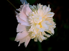 Pivoine type anemone