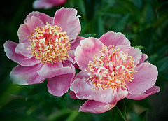 Pivoine forme japonaise