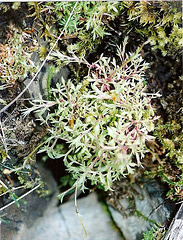 Saxifrage faux hypne-S. hypnoides