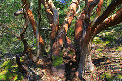 Madrone Trunks