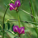 Vicia sativa