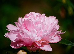 Pivoine