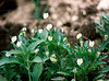 Viola arvensis