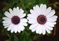 Osteospermum