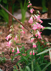 Penstemon souvenir d'Adrien Régnier