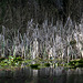 Sharpe Park Wetlands