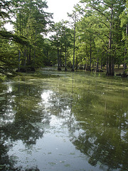 Bayou / Indianola, Mississippi. USA - 9 Juillet 2010