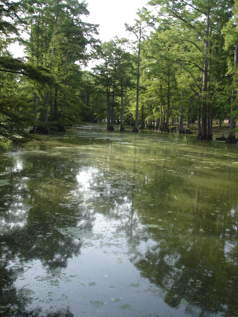 Bayou / Indianola, Mississippi. USA - 9 Juillet 2010