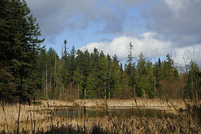 Wetlands at Sharpe Park