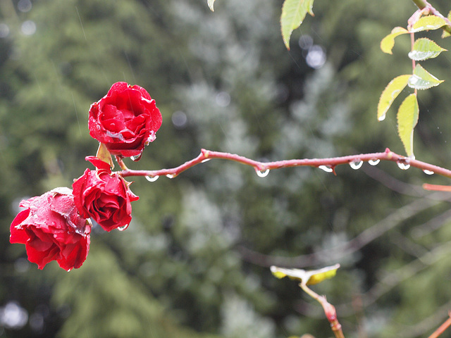 Novemberrosen
