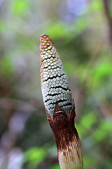 Horsetail