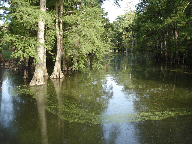 Bayou