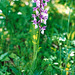 Orchis mâle