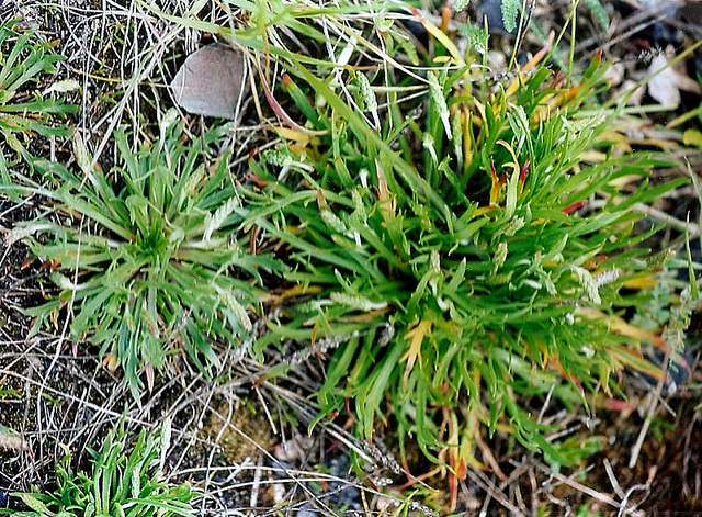Plantago coronopus