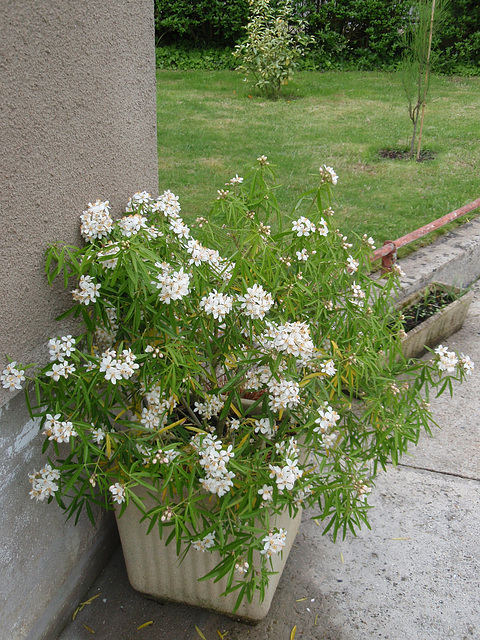 choisya arizonica 'aztec pearl' P5120160