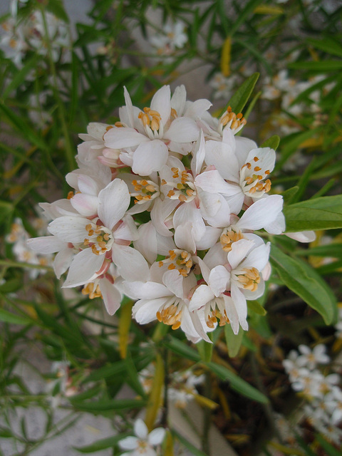 choisya arizonica 'aztec pearl' P5120161