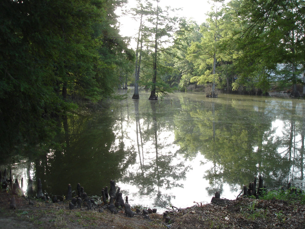 Bayou / Indianola, Mississippi. USA - 9 Juillet 2010