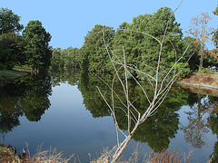 Bayou / Indianola, Mississippi. USA - 9 Juillet 2010 - Ciel bleu photofiltré