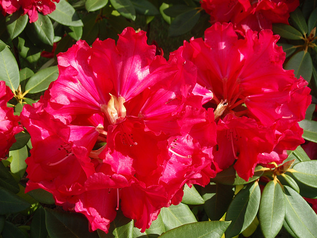 rhododendron P5060125