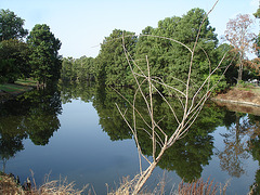 Bayou / Indianola, Mississippi. USA - 9 Juillet 2010 - Photo originale