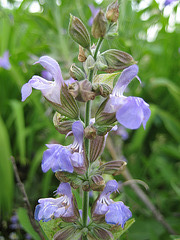 Salbei (Salvia)