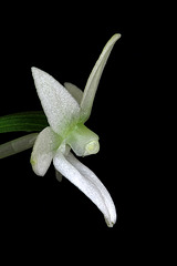 Angraecum urschianum