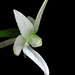 Angraecum urschianum