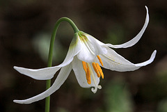 Oregon Fawn Lily