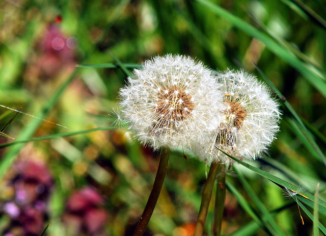 dandelion don't tell no lies