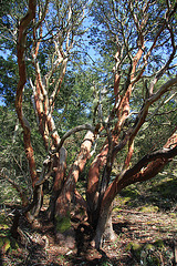 Old Madrone Trees