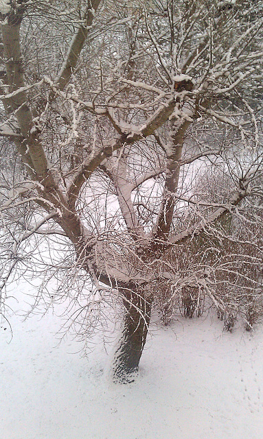 Winter in Compiègne