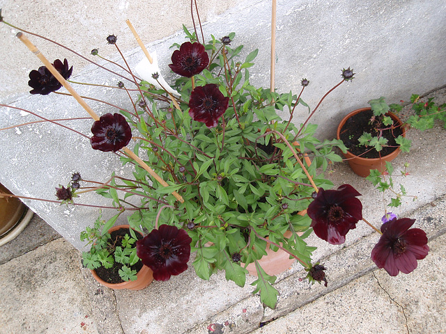 cosmos atrosanguinéus P6060056