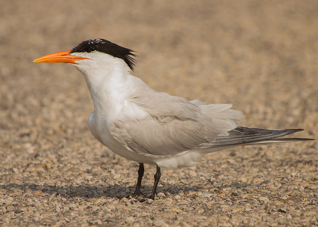 Royal Tern