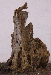 20110206 9680RAw Baum-Holz, Gruga-Park