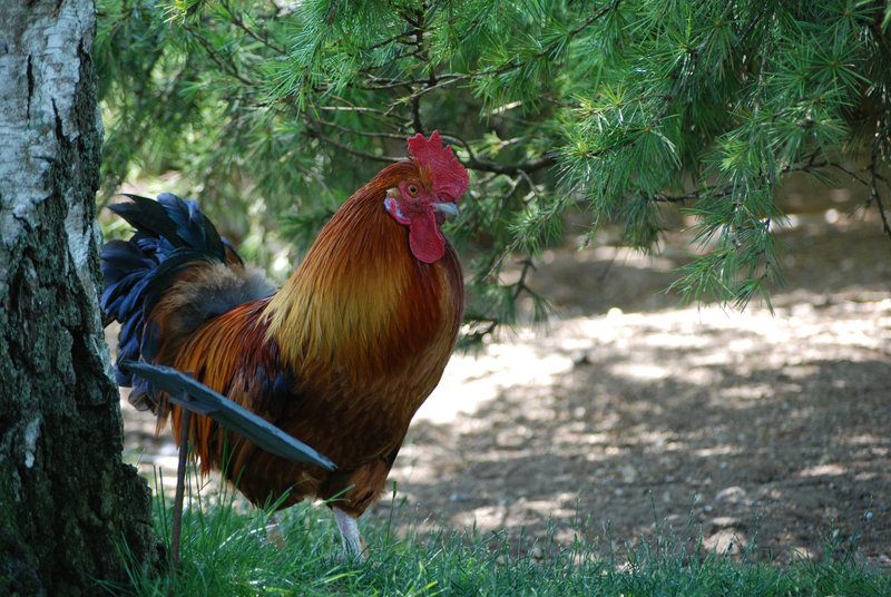 Le bourreau des coeurs