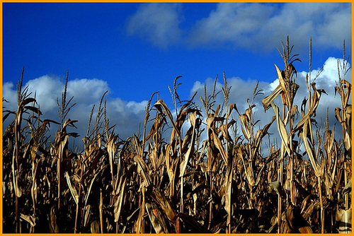 campagne