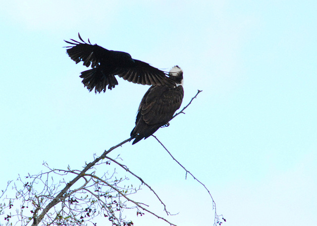 Raggedy crow