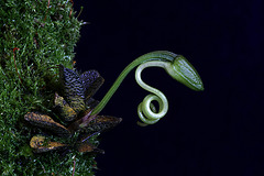 Angraecum urschianum