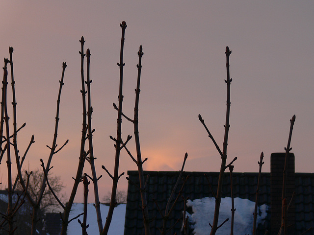 Morgenhimmel 2011-01-09