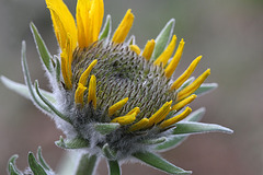 Arrowleaf Balsamroot